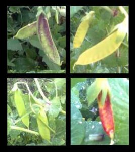 Landrace Gardening: Don’t Worry About Plant Purity Image
